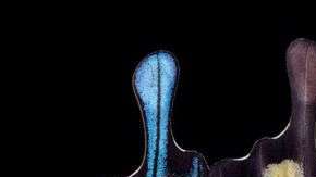 Las alas de las mariposas son más complejas de lo que parece a simple vista.