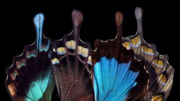 Las alas de las mariposas son más complejas de lo que parece a simple vista.