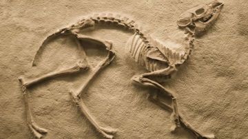 Sólo uno de cada 1.000 millones de huesos acaba en fósil. Getty Images