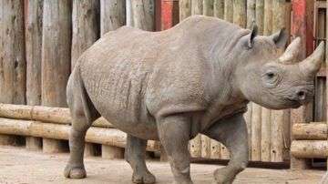 En el mundo quedan menos de 70 rinocerontes de Java.