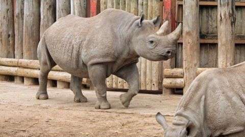 En el mundo quedan menos de 70 rinocerontes de Java.
