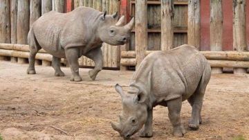En el mundo quedan menos de 70 rinocerontes de Java.