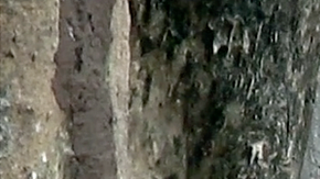 100581505_thesmokingelephant