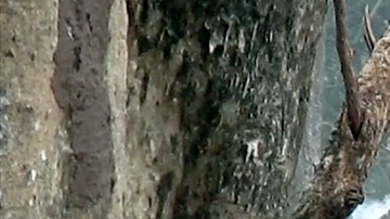 100581505_thesmokingelephant