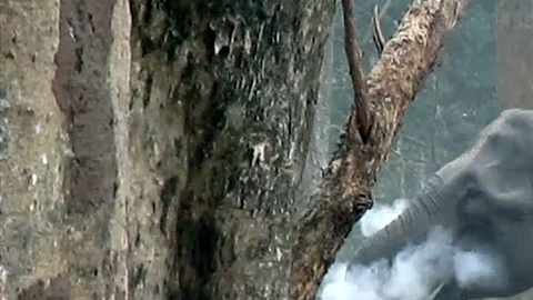 100581505_thesmokingelephant