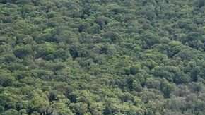 Las cataratas Kaieteur están ubicadas en la zona en disputa, conocida por lo venezolanos como Guyana Esequiba. Getty Images