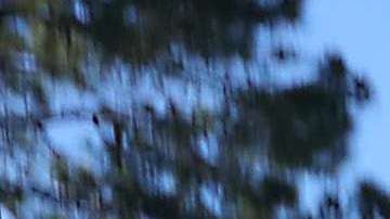 ICE  ha detenido a más de una decena de "soñadores" desde que Trump eliminara DACA en septiembre