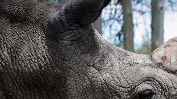 Rinoceronte blanco del norte.