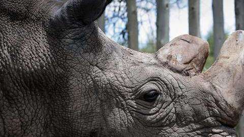 Rinoceronte blanco del norte.