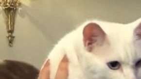 El gato Aquiles, oráculo 'oficial' del Mundial Rusia 2018.