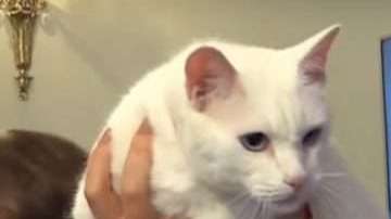 El gato Aquiles, oráculo 'oficial' del Mundial Rusia 2018.