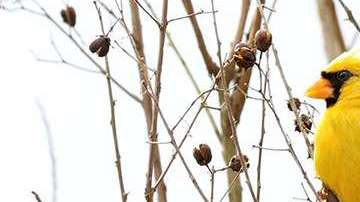 Un cardinal amarillo es, hoy por hoy, un pájaro raro y difícil de ver volando libre en la naturaleza de los Estados Unidos.