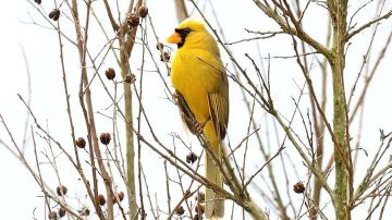 Un cardinal amarillo es, hoy por hoy, un pájaro raro y difícil de ver volando libre en la naturaleza de los Estados Unidos.