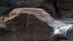 black panther fotograma