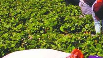 Campesinos entre los arrestados la pasada semana en el norte de California, según reporto el Sindicato de Campesinos (Foto. Archivo)