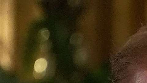 El presidente Trump confía en que haya un diálogo con Corea del Norte.