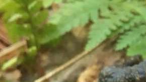 Lo que le sucedió a este sapo es un misterio.