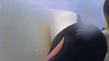 Dos pingüinos se hacen un selfie en la Antártida.