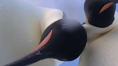 Dos pingüinos se hacen un selfie en la Antártida.