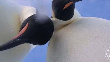 Dos pingüinos se hacen un selfie en la Antártida.