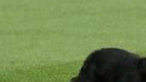 Los gatos negros tienen menos probabilidades de ser adoptados.
