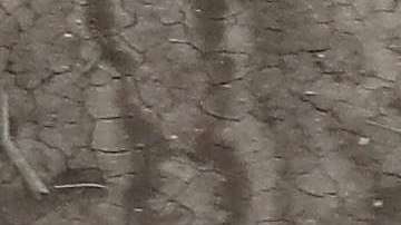 El joven fue capturado en El Paso.