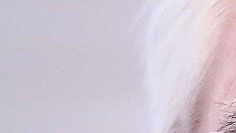 Rex Tillerson dejará el Departamento de Estado.