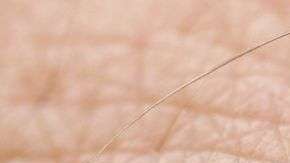 Las garrapatas tienen unos tipos de dientes muy afilados.