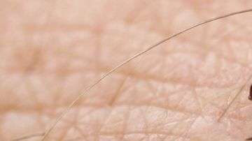 Las garrapatas tienen unos tipos de dientes muy afilados.