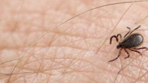 Las garrapatas tienen unos tipos de dientes muy afilados.