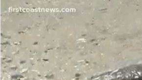 La criatura es similar al llamado monstruo del lago Ness.