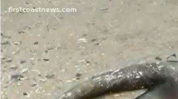 La criatura es similar al llamado monstruo del lago Ness.