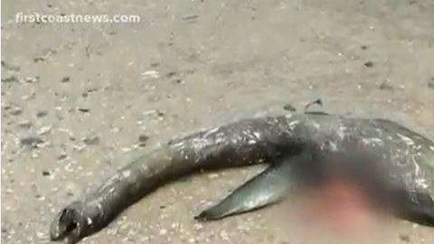 La criatura es similar al llamado monstruo del lago Ness.