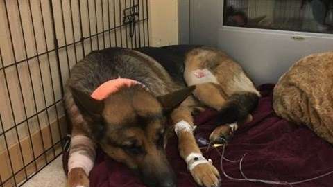 Rex, el perro que sufrió cuatro disparos por proteger a su dueño.