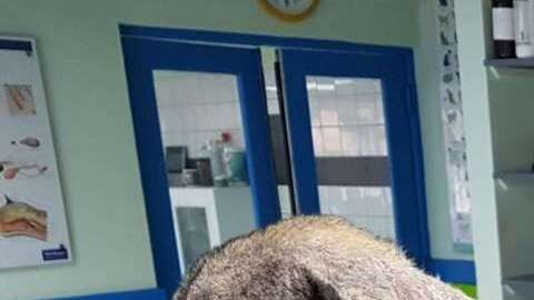 Este pobre perrito tenía una enfermedad en la piel y, además, un gusano en el corazón.