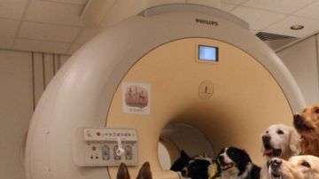 Para el estudio utilizaron 13 perros entrenados para quedarse 7 minutos quietos durante el escaneo de sus cerebros.