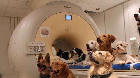 Para el estudio utilizaron 13 perros entrenados para quedarse 7 minutos quietos durante el escaneo de sus cerebros.