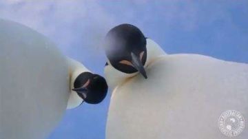 Los pingüinos parecían mirar fijamente a la cámara.