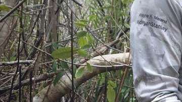 El reporte del hallazgo se publicará este mes en la revista Herpetological Review.