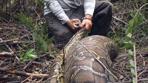 El reporte del hallazgo se publicará este mes en la revista Herpetological Review.