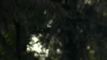 Las Chivas visitarán al Seattle Sounders