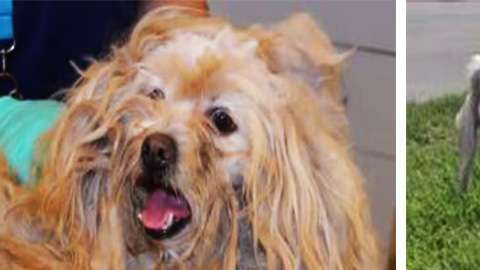 El pelo del animal estaba pegado a su piel y además sufría una invasión de gusanos