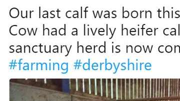 Un granjero decide que no matará más animales.