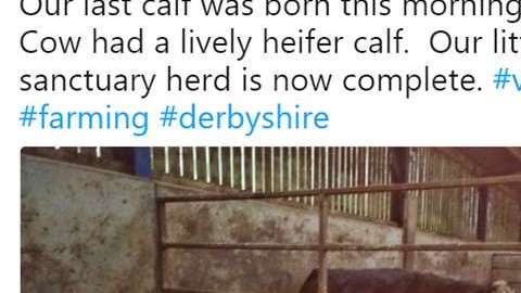 Un granjero decide que no matará más animales.