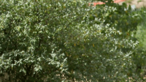 Potencia y economía no están peleados.