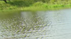 Un elefante abandonado supera su miedo al agua debido a un trauma.