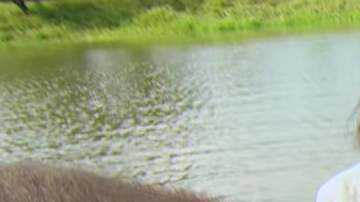 Un elefante abandonado supera su miedo al agua debido a un trauma.