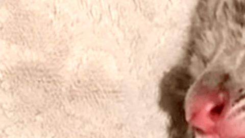 Este tigre blanco nació en un santuario de animales en Texas.