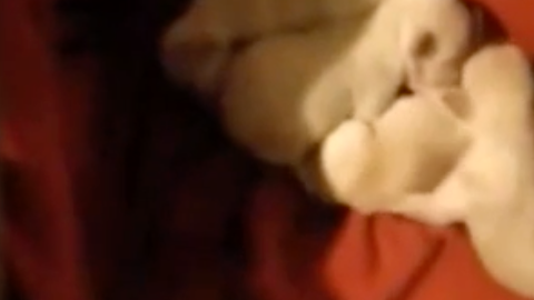 Screen Shot 2018-03-29 at 12.43.21 PM