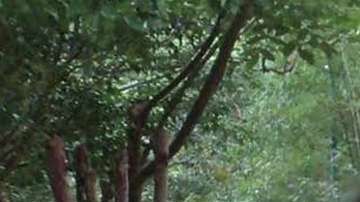 Julián Quino Velasco